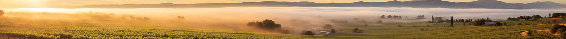 Wine region in Burgenland, Austria